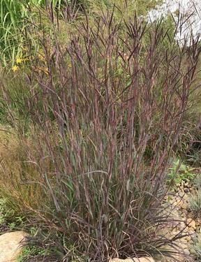 Blackhawks Big Bluestem (Photo courtesy of North Creek)