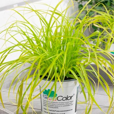 Everillo Carex (Photo courtesy of Garden World)