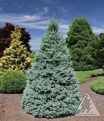 Sester's Dwarf Blue Spruce (Photo courtesy of Iseli Nursery)