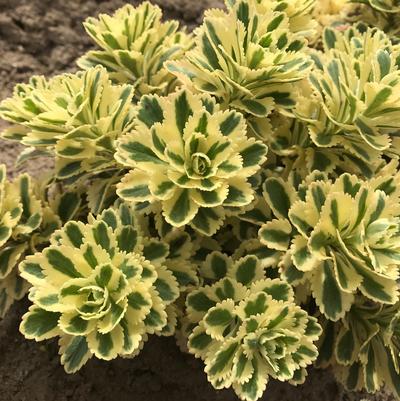 Atlantis Sedum (Photo courtesy of Creek Hill Nursery)