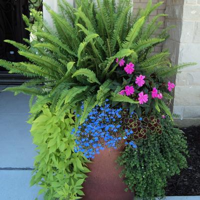 shade planter