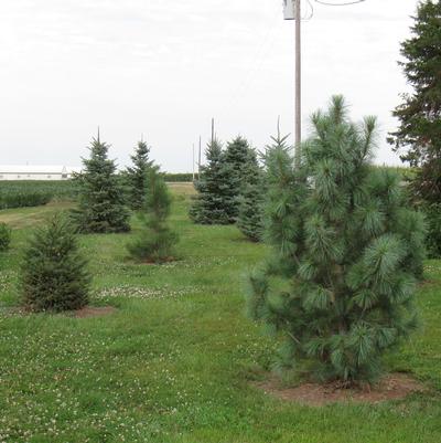 Viburnums and Variety of Evergreens