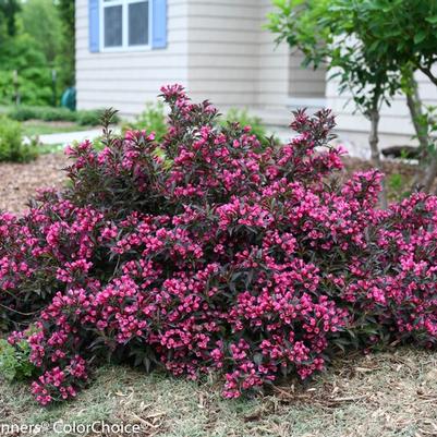 Spilled Wine Weigela