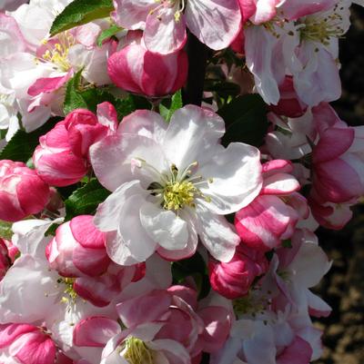 Marilee Crabapple