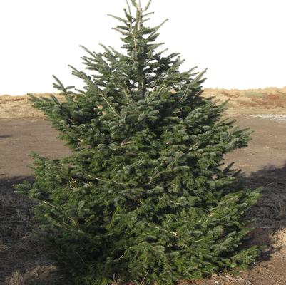 Silver Fir
