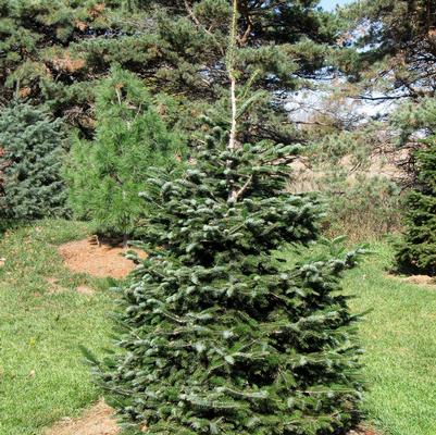 Nordmann Fir