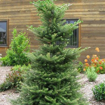 Korean Fir