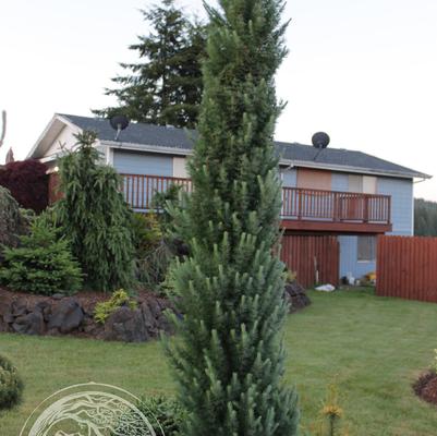 Jacobsen's Pyramid Japanese Larch