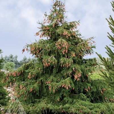 Acrocona (Red Cone) Norway Spruce