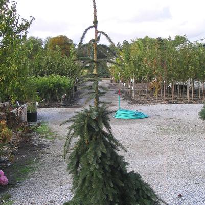 Weeping Serbian Spruce