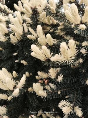 Candlelight Blue Spruce