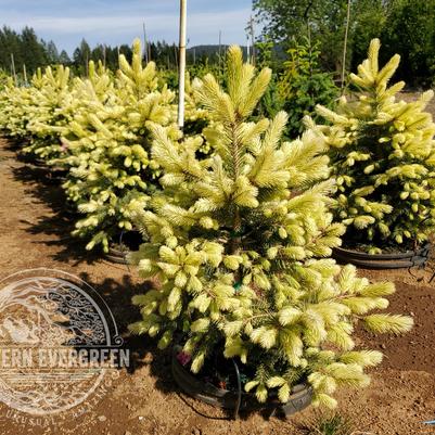 Lantern Fire Colorado Blue Spruce