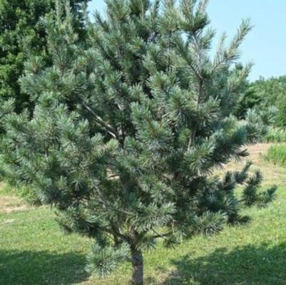 Cesarini Blue Limber Pine