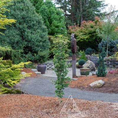 Folkert's Select Ginkgo