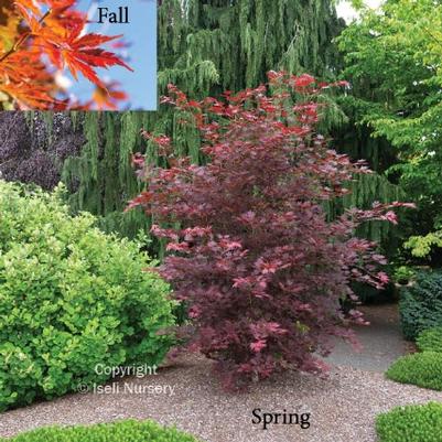 Alpenglow® Maple