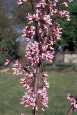 Northern Herald® Red Bud