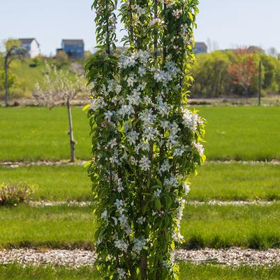 First Editions® Green Wall Spire™ Crabapple