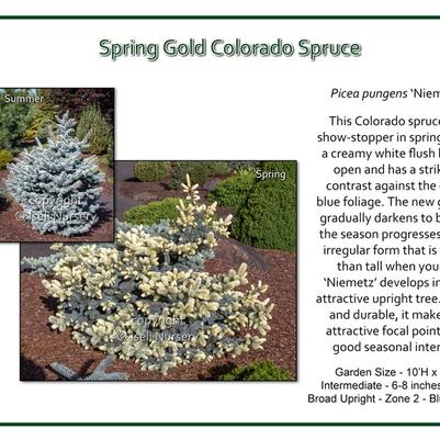 Spring Gold Colorado Blue Spruce