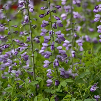Aconitum napellus - Monkshood Aconitum napellus - Monkshood