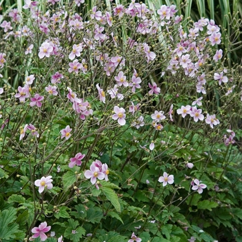 Anemone tomentosa 'Robustissima' - Robustissima Windflower Anemone tomentosa 'Robustissima' - Robustissima Windflower