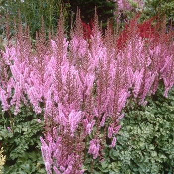 Astilbe chinensis 'Pumila' - Pumila Astilbe