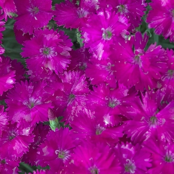 Dianthus 'Neon Star' - Neon Star Dianthus