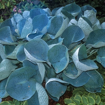 Hosta 'Abiqua Drinking Gourd' - Abiqua Drinking Gourd Hosta