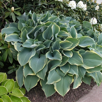 Hosta 'Regal Splendor' - Regal Splendor Hosta