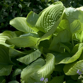 Hosta 'Sum and Substance' - Sum and Substance Hosta Hosta 'Sum and Substance' - Sum and Substance Hosta