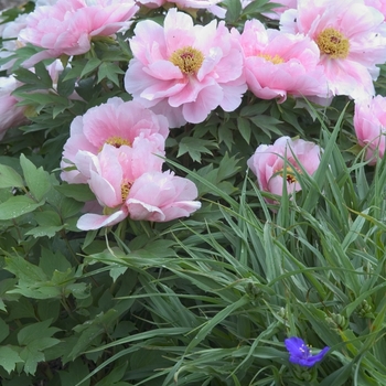 Paeonia suffruticosa - Hanakisoi ('Floral Rivalry') Peony Paeonia suffruticosa - Hanakisoi ('Floral Rivalry') Peony