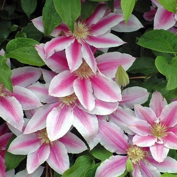Clematis 'Dr. Rupple' - Dr. Rupple Clematis Clematis 'Dr. Rupple' - Dr. Rupple Clematis