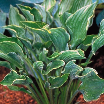 Hosta 'Praying Hands' - Praying Hands Hosta Hosta 'Praying Hands' - Praying Hands Hosta