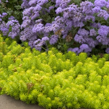 Sedum repestre 'Angelina' - Angelina Sedum Sedum repestre 'Angelina' - Angelina Sedum