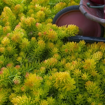 Sedum repestre 'Angelina' - Angelina Sedum Sedum repestre 'Angelina' - Angelina Sedum