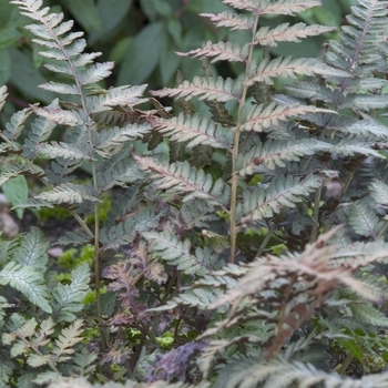 Athyrium niponicum 'Red Beauty' - Japanese Painted Fern Athyrium niponicum 'Red Beauty' - Japanese Painted Fern