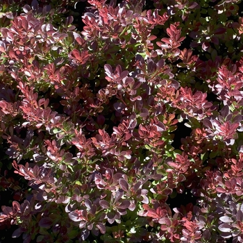 Berberis thunbergii 'Midnight Ruby' - Midnight Ruby Barberry