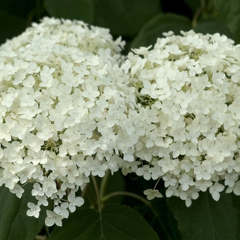 Hydrangea arborescens 'Annabelle' - Annabelle Hydrangea