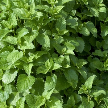 Melissa officinalis - Lemon balm Melissa officinalis - Lemon balm