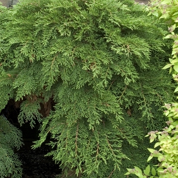Microbiota decussata - Siberian Cypress