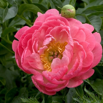 Paeonia hybrid - 'Coral Sunset' Paeonia hybrid - 'Coral Sunset'