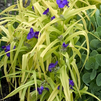 Tradescantia andersoniana 'Blue and Gold' - Blue and Gold Spiderwort