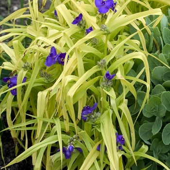 Tradescantia andersoniana 'Blue and Gold' - Blue and Gold Spiderwort Tradescantia andersoniana 'Blue and Gold' - Blue and Gold Spiderwort