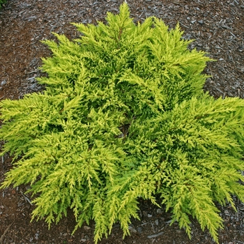 Juniperus chinensis 'Daub's Frosted' - Daub's Frosted Juniper