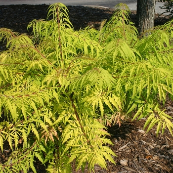 Rhus typhina 'Baitiger' - Tiger Eyes® Sumac