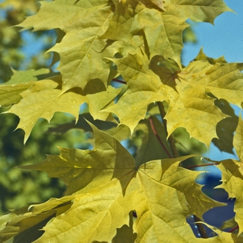 Acer platanoides 'Princeton Gold' - Princeton Gold® Maple
