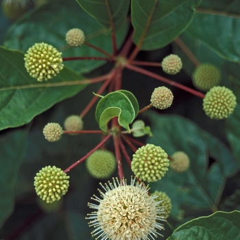 Cephalanthus occidentalis - Buttonbush Cephalanthus occidentalis - Buttonbush