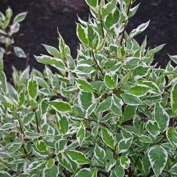 Cornus alba 'Baihalo' - Variegated Dogwood