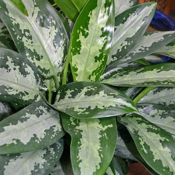 Aglaonema - Aglaeonema Aglaonema - Aglaeonema