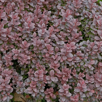 Berberis thunbergii 'Concorde' - Concorde Japanese Barberry