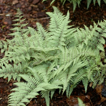 Athyrium 'Ghost' - Ghost Fern Athyrium 'Ghost' - Ghost Fern